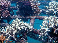 Coral
