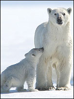Arctic Tale
