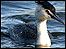 Bird at Lavell's Lake