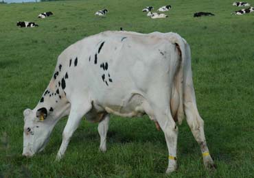 Cows in the valley of the great dairies