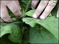 Planta de tabaco