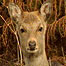 Sika Deer