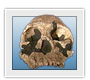 Homo rudolfensis