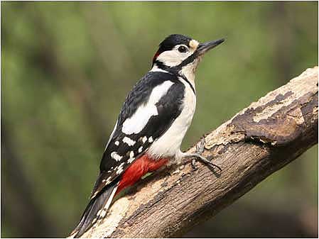 Greater spotted Woodpecker