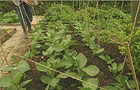 Broad bean support