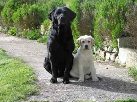 Dogs