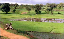 Rice fields in Bangalore