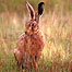 Activities (Image: Brown Hare)