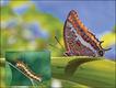 'Butterflies - Messages from Psyche', Philip Howse, Papadakis Publisher, London © Stratford-upon-Avon Butterfly Farm / © Stavros Markopoulos