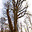 Dating trees (Image: Tree)
