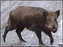 porco selvagem