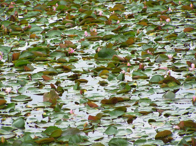 Lilly
