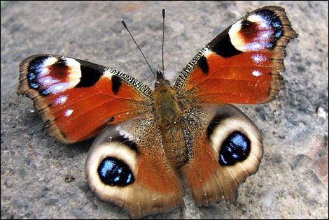 Butterfly