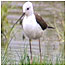 Stilt