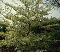 cornus-controversa
