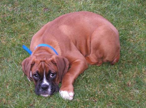 samson