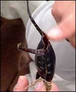 mermaid's purse