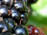 berries