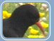 Chough