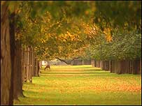 Autumn trees