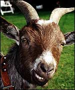A goat