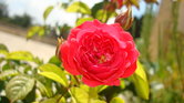 Lebenon flowers...
