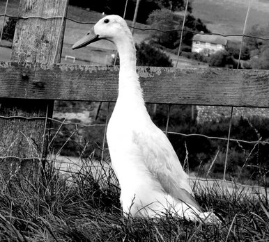 Duck