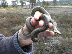 Sooth snake