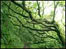 Woody Bay