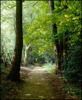 Sandwalk