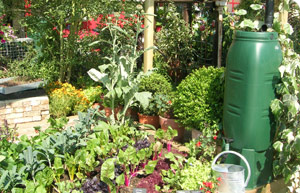 The Sunshine Garden