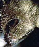 A pipistrelle bat