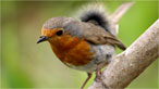 Robin