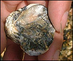 Japanese 'Sargassum muticum'