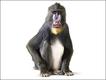 Mandril (Mandrillus sphinx)