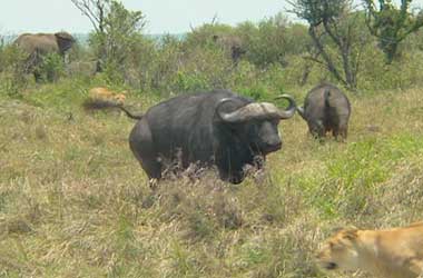 Buffalo charges lioness