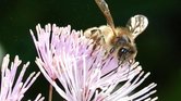 Honey bee