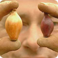 Onion sets