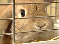 Rodney the rabbit