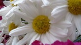 Flower Collection...