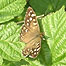 Moth