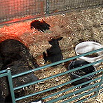 New born lambs