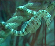 Seahorse