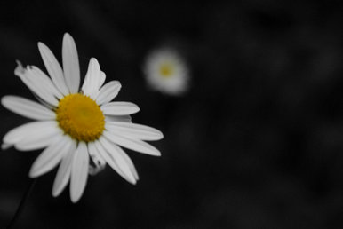 daisy