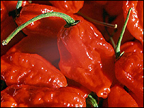 The Dorset Naga chilli