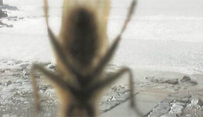 Bug