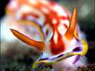 Hypselodoris Kename (David and Debi Henshaw)