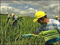Migrant workers