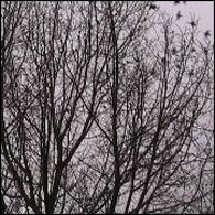 Birds migrating