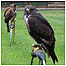 Parkalnd activiites (Image: Falcon)